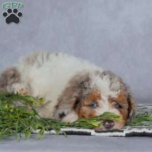 Daisy, Miniature Poodle Puppy